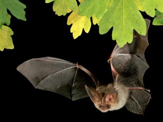 Fledermaus