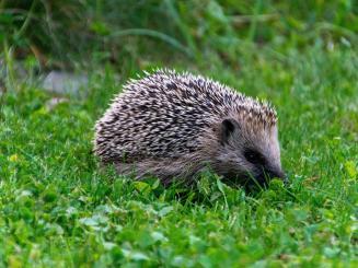 Igel