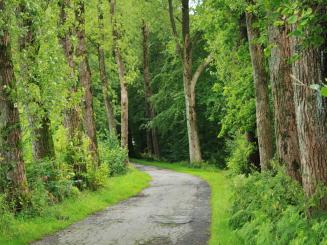 Waldstrasse